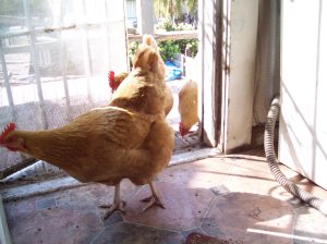 chickensinthehouse