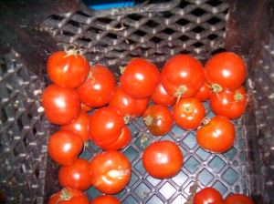 lastoftomatoes lastoftomatoes