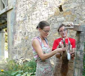 rabbitsisters rabbitsisters